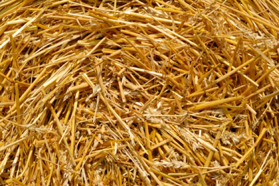 Paille de blé vue de près