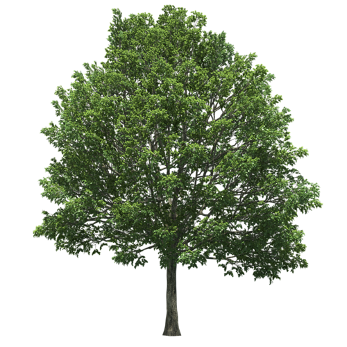 un arbre sur fond blanc représentant les matériaux biosourcés