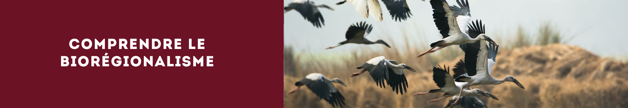 Comprendre le biorégionalisme
